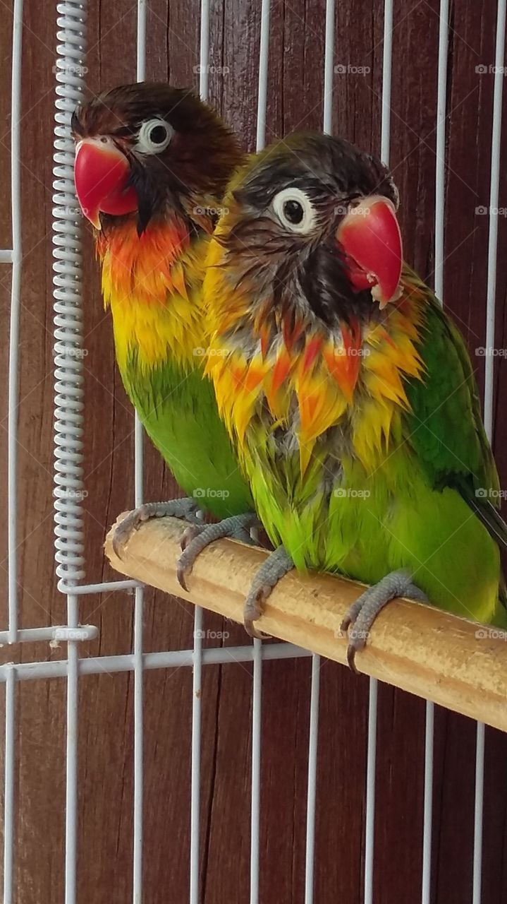 Two parrot in cage