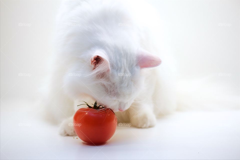 White Norwegian forest cat playing with tomato