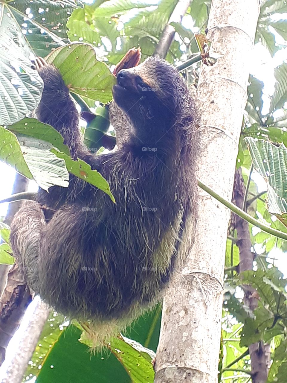 sloth eating