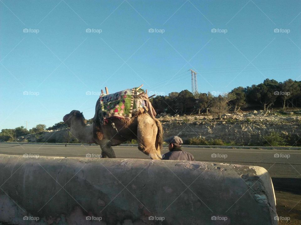 A man and the camel at essaouira city in morocco.