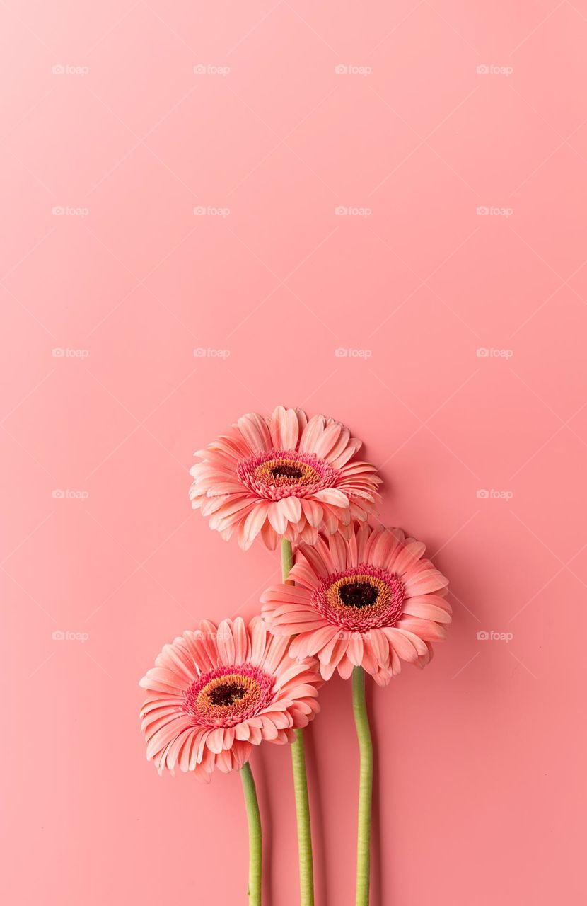 composition with Baby Pink Color