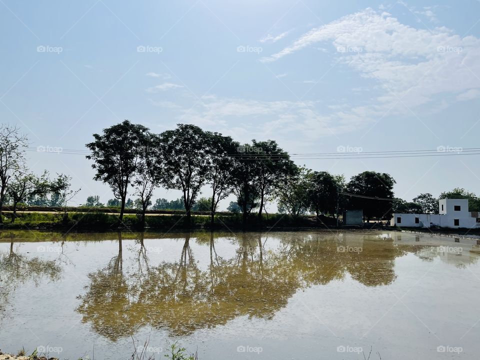 Indian  view of trees