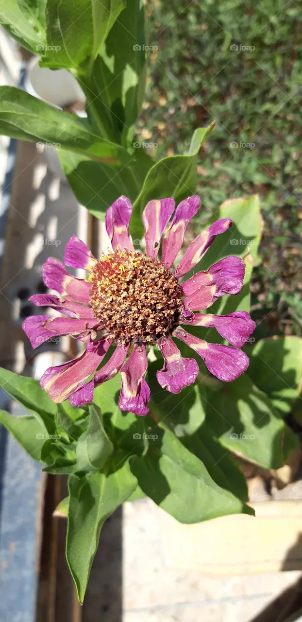 flower