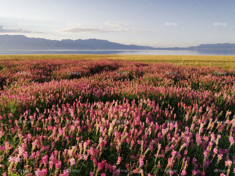 beautiful pink flowers in the fields