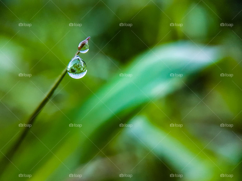 water droplet on a blade of wet grass