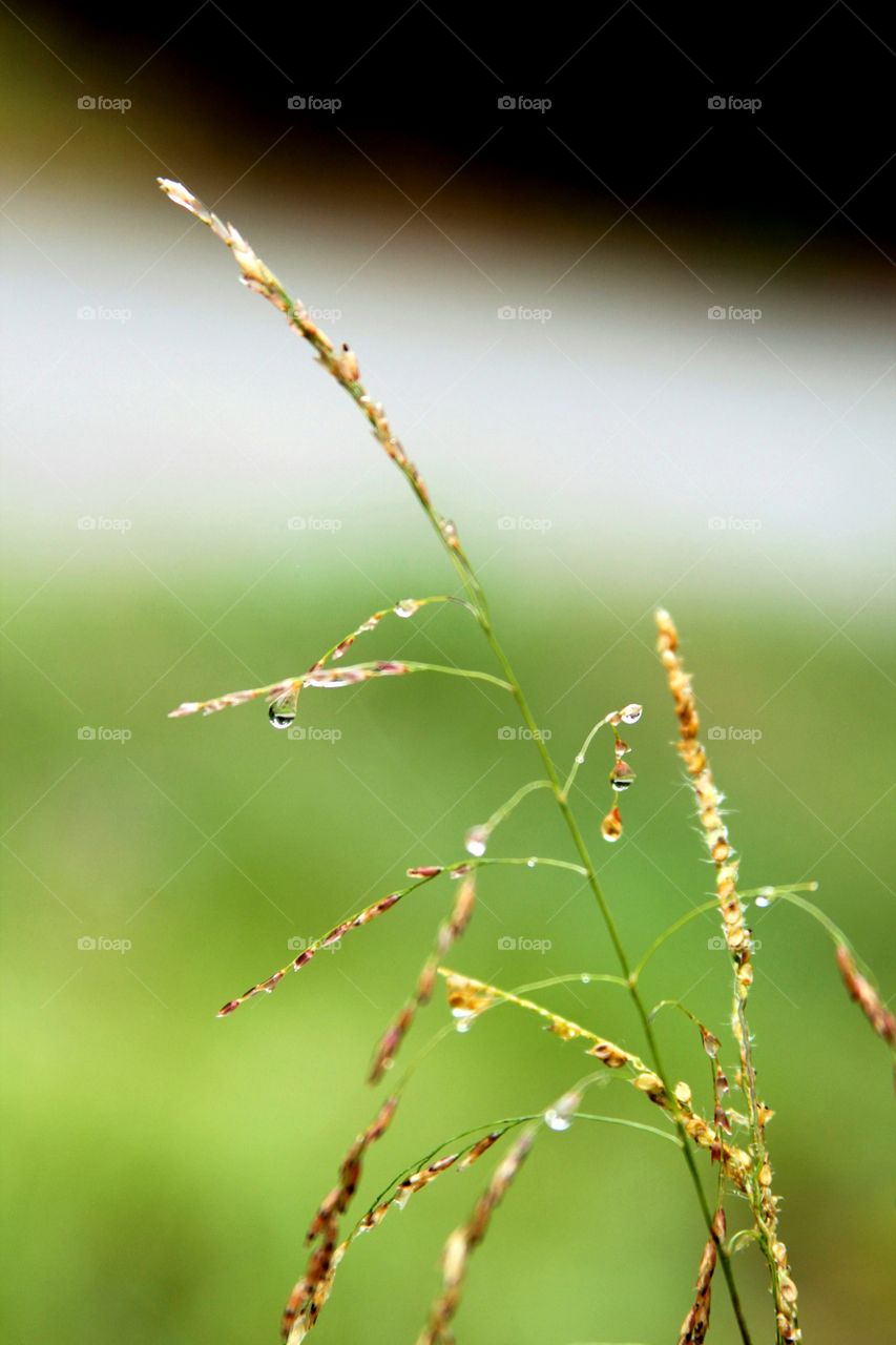 autumn weed in