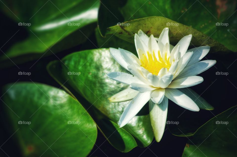 Gorgeous close-up of a water lily floating in the lake.