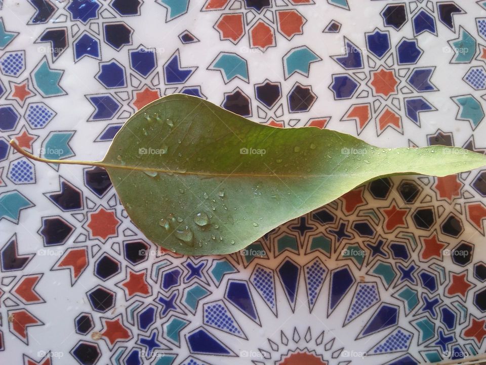 Beautiful leaf of a tree and droplets of water.