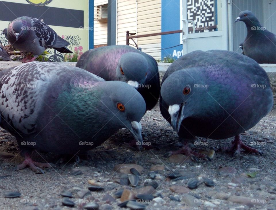 Three friends - three pigeons