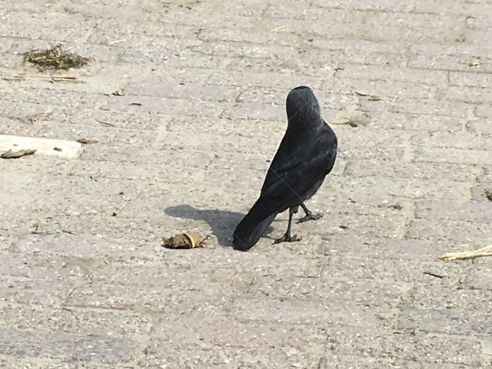 Jackdaw walks across the riding school