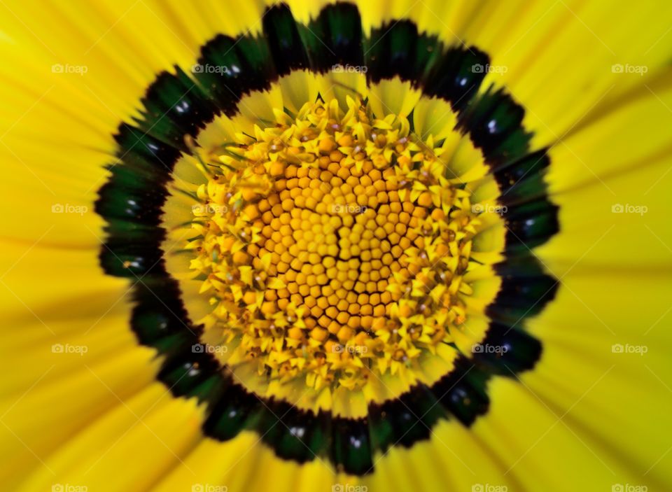 Macro photo of yellow flower
