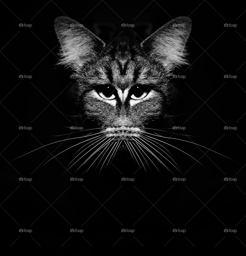 weird looking black and white low key edited portrait from a cat with large whiskers