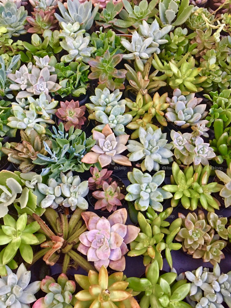 

Cactus succulents in a planter