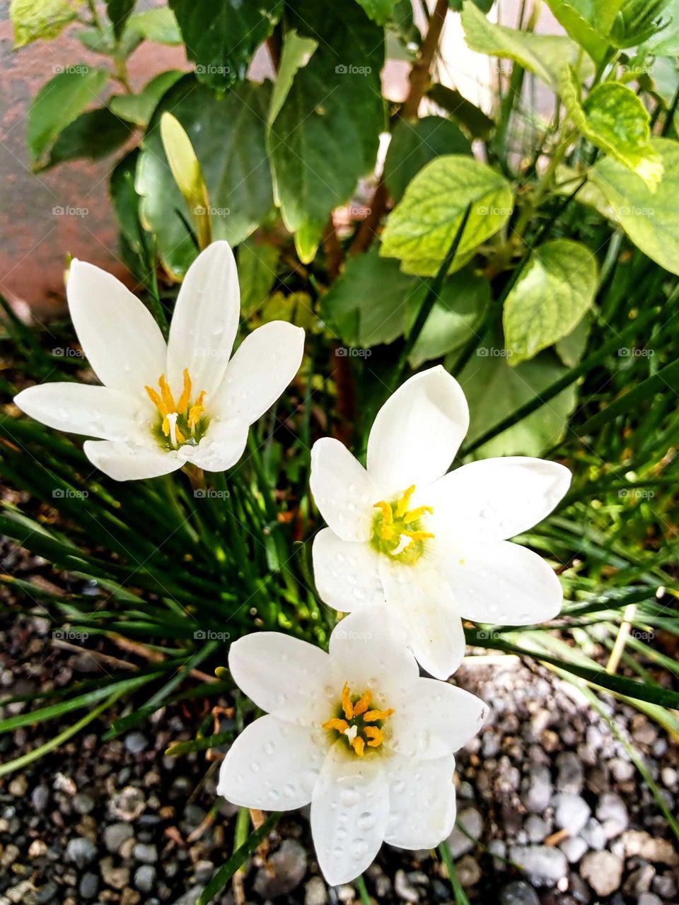 White Lily flowers.