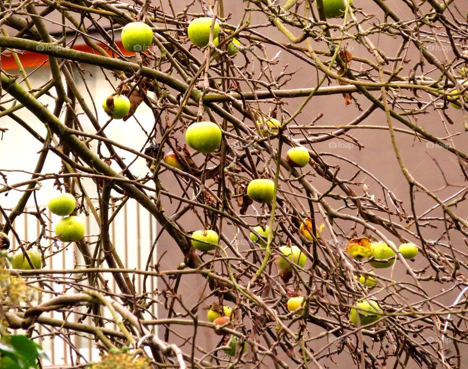 urban apple tree