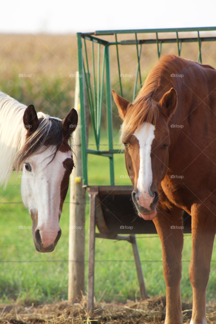 Two horses standing in front of a hay feeder, looking at the camera, on a beautiful early autumn day