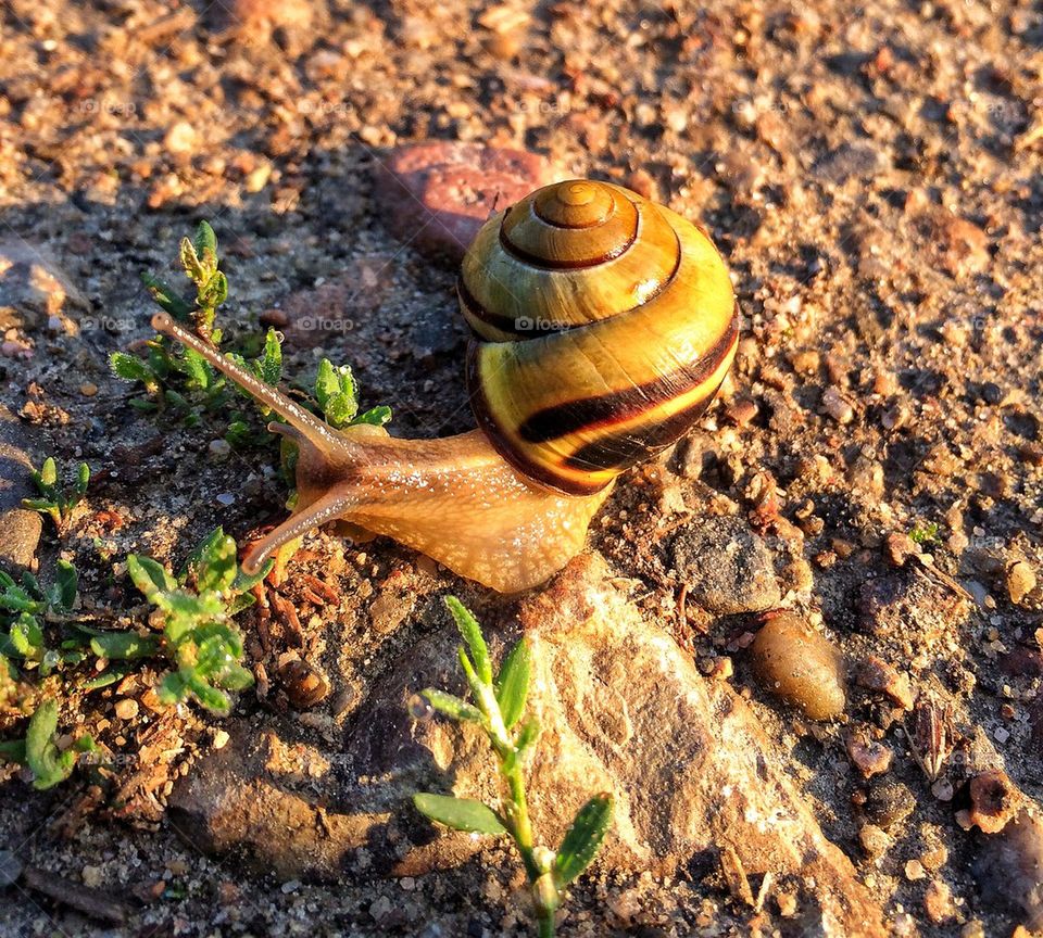 Sunning in the morning