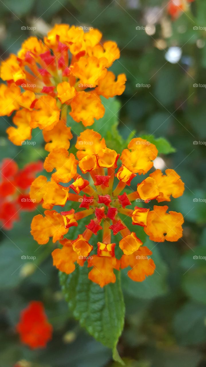 Close-up of orange flowers