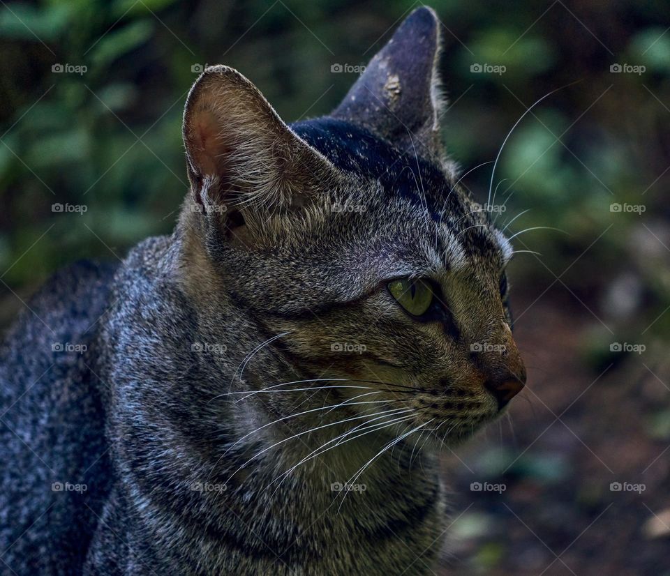 Egyptian mau  - Domestic cat