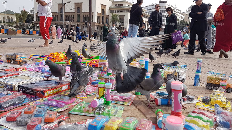 Nice shot . When the dove plays with children's toys. World of the dove