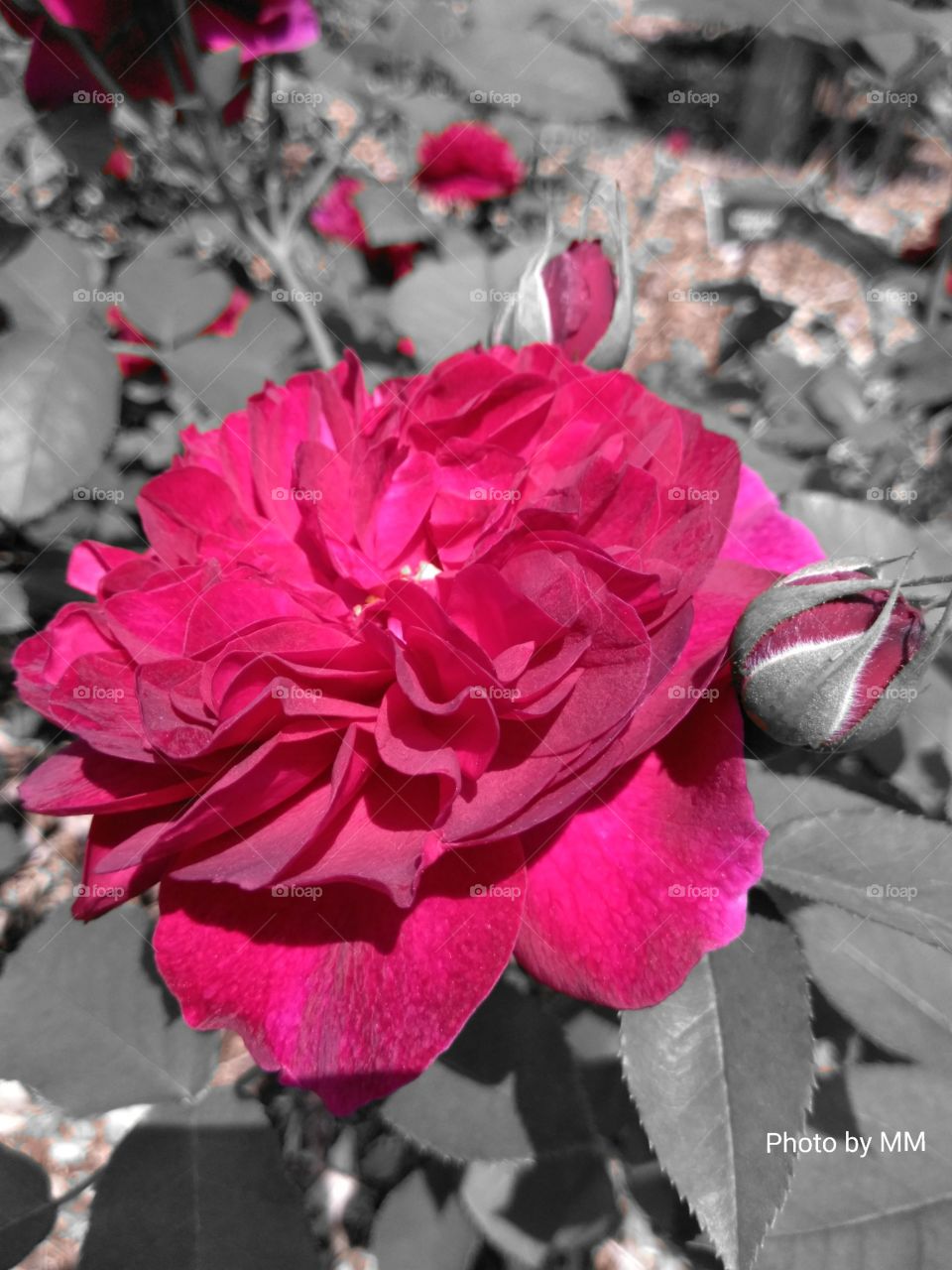 ROSE