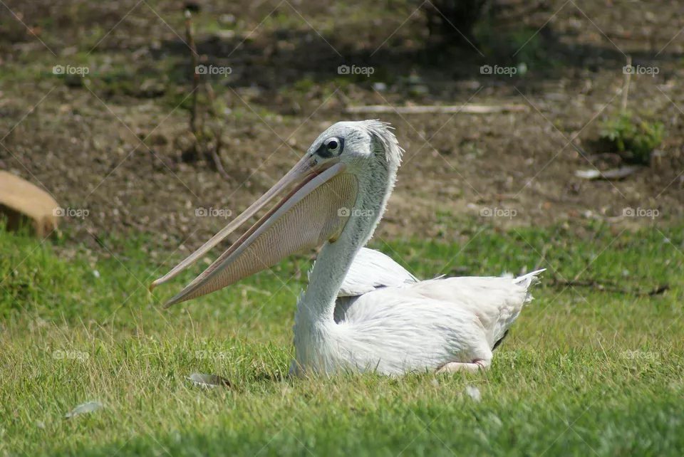 Pelican