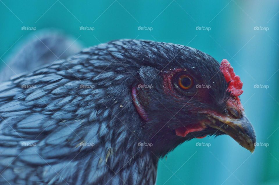 gray-haired chicken with beautiful openwork plumage