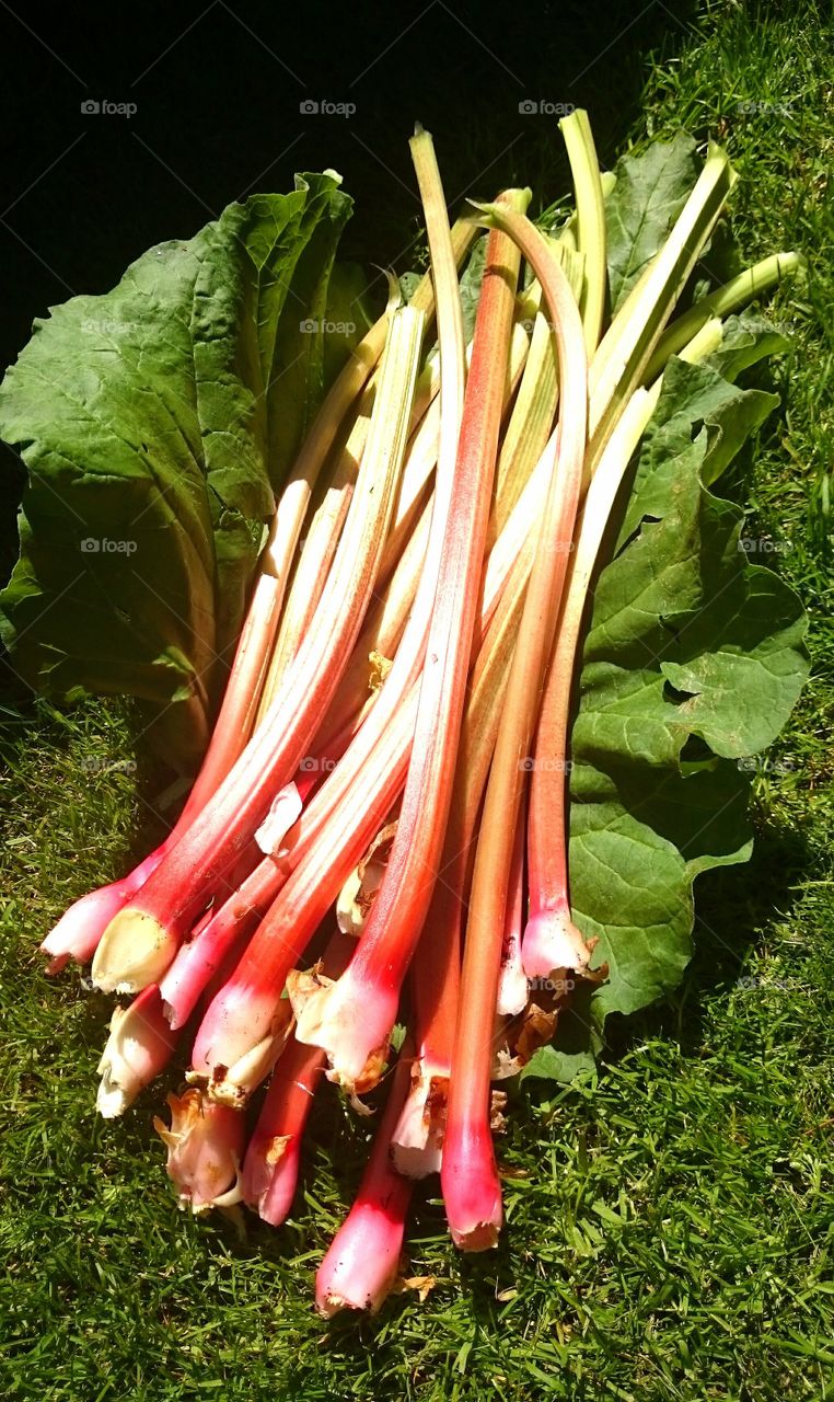 rhubarbs