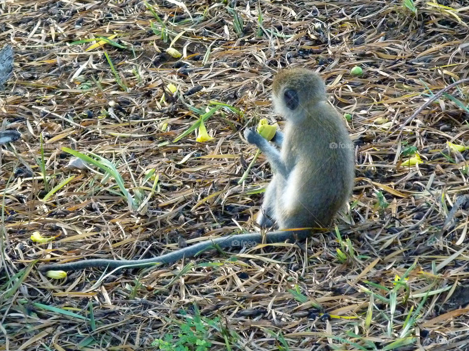 kenya monkeybaby tiwi beach by trvldeb07