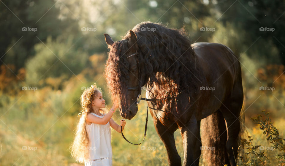 Little girl with black fresian stallion at summer evening. fresian, stallion, rural, countryside, farm, equine