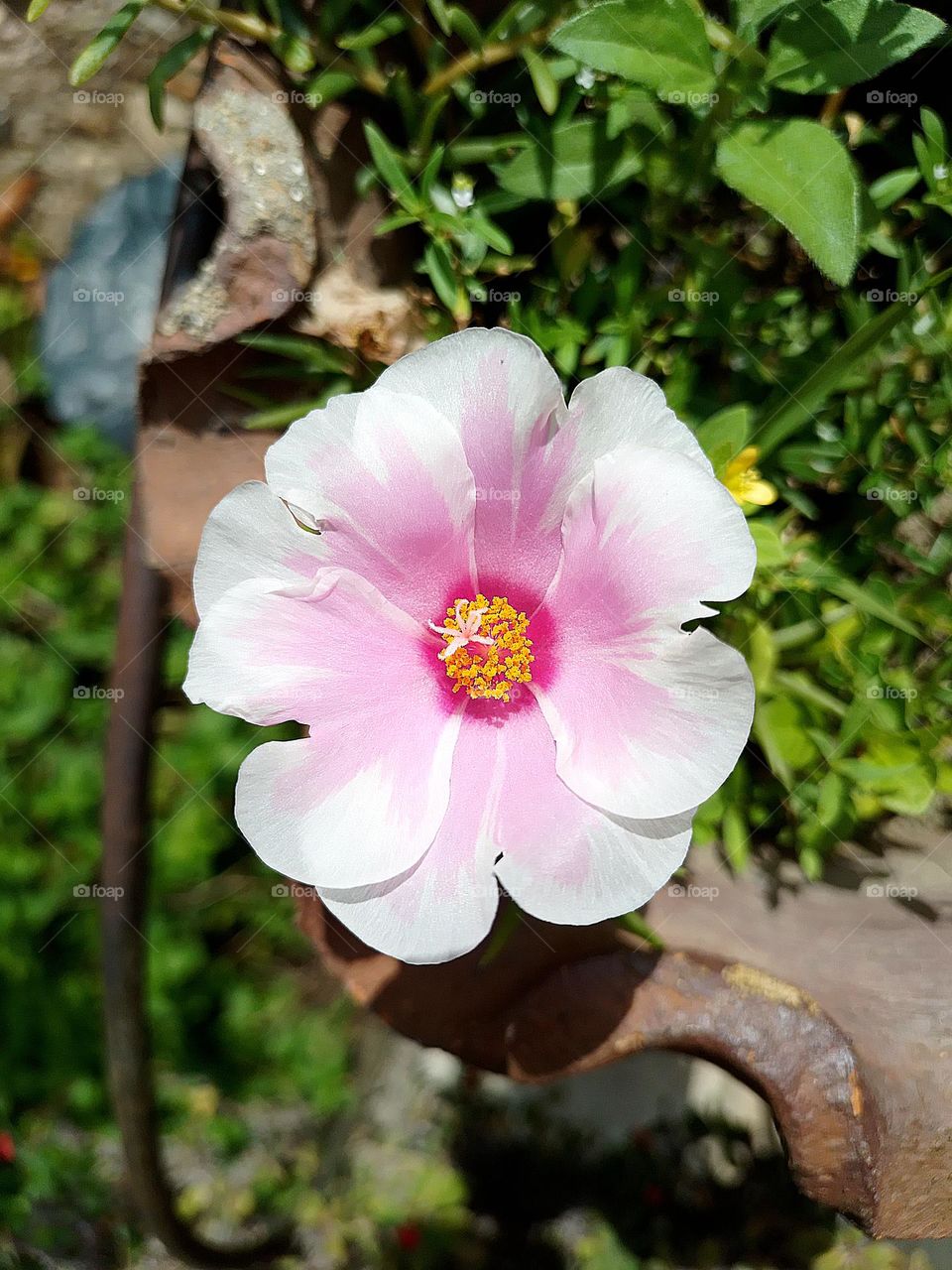 Flor rosada hermosa