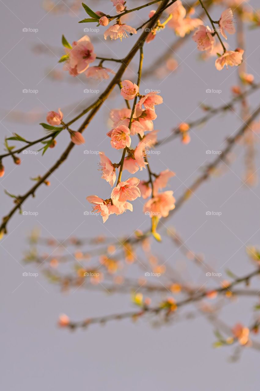 The first light of the morning sun making the the peach blossom more beautiful.