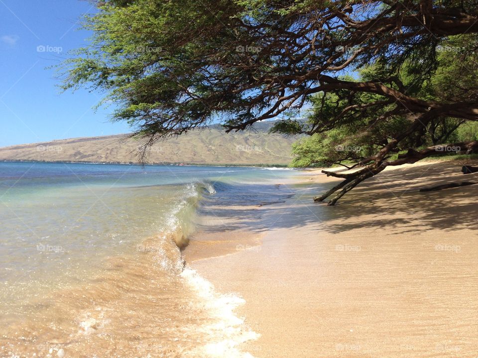 Maui hawaii ocean beach