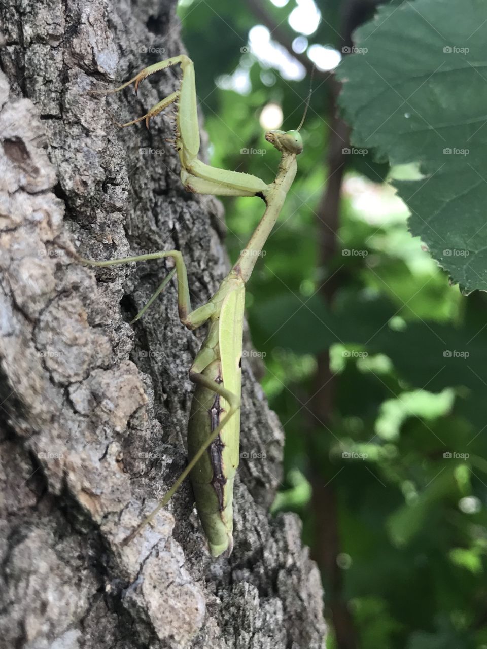 Praying Mantis on a tree