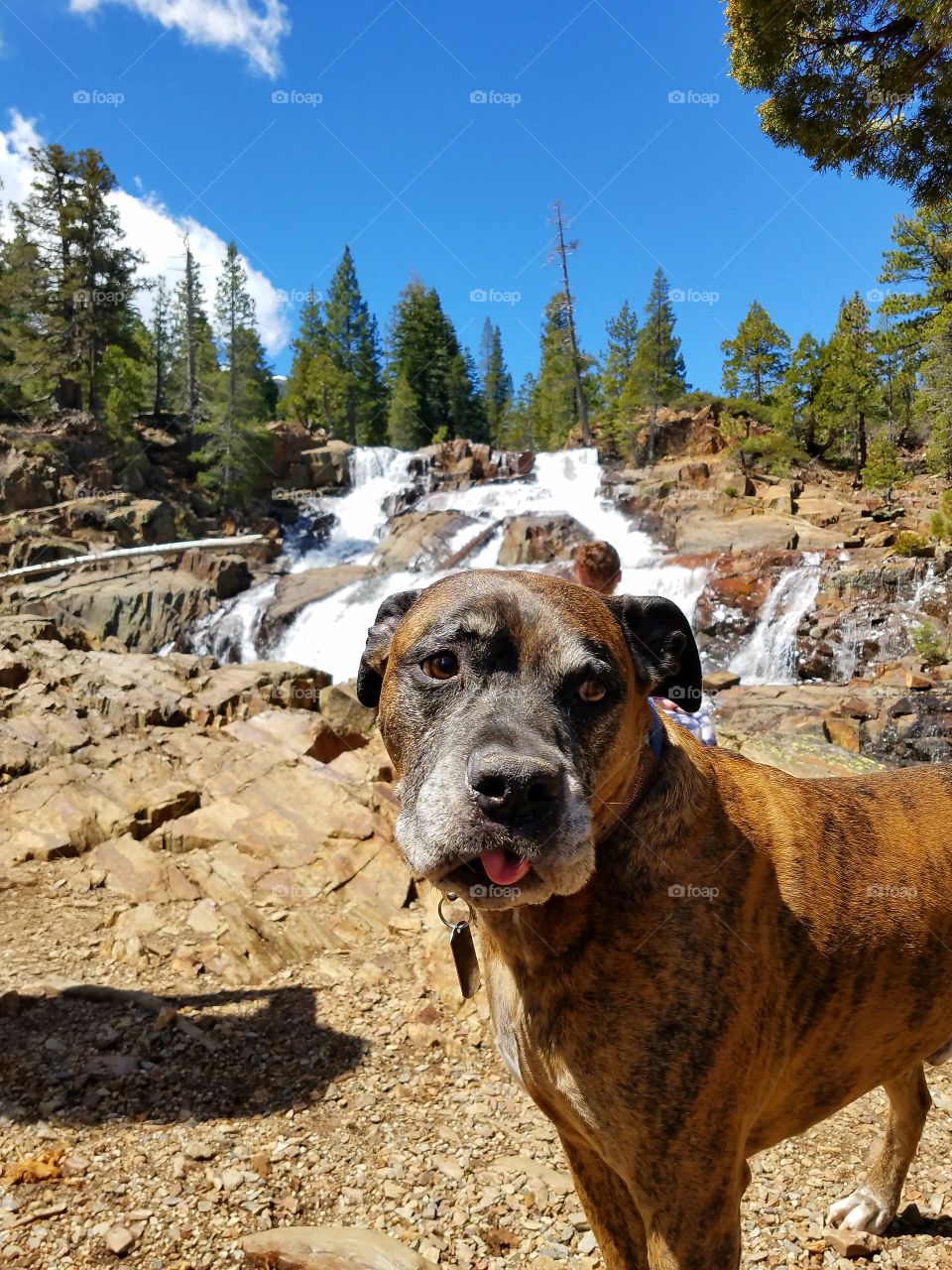 Thor hanging out by a waterfall in the Sierras