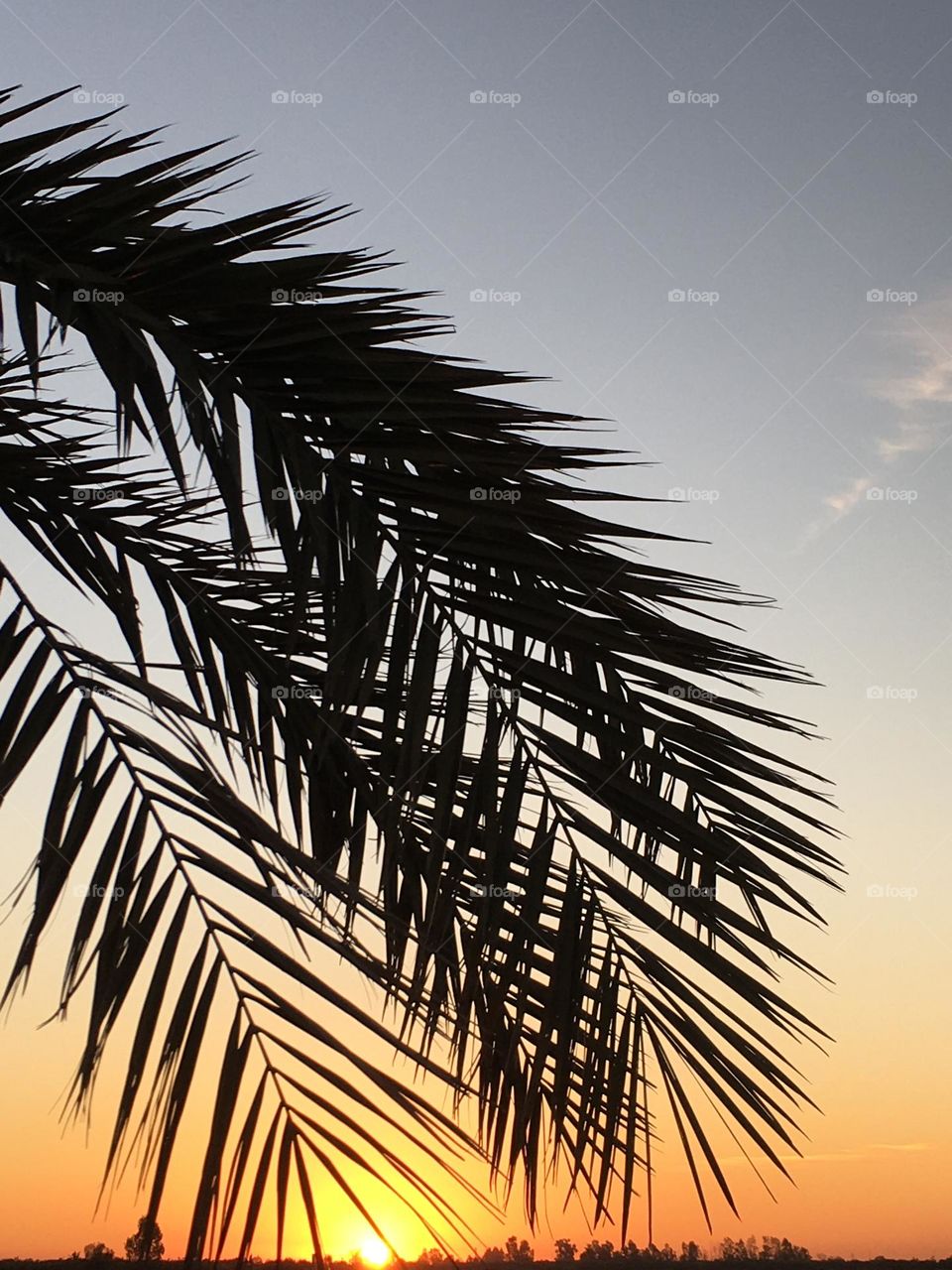 Beautiful sunset and palm tree 