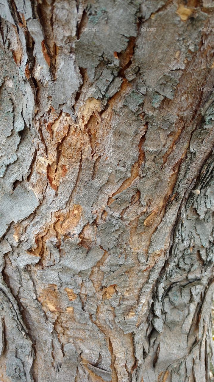 tree trunk