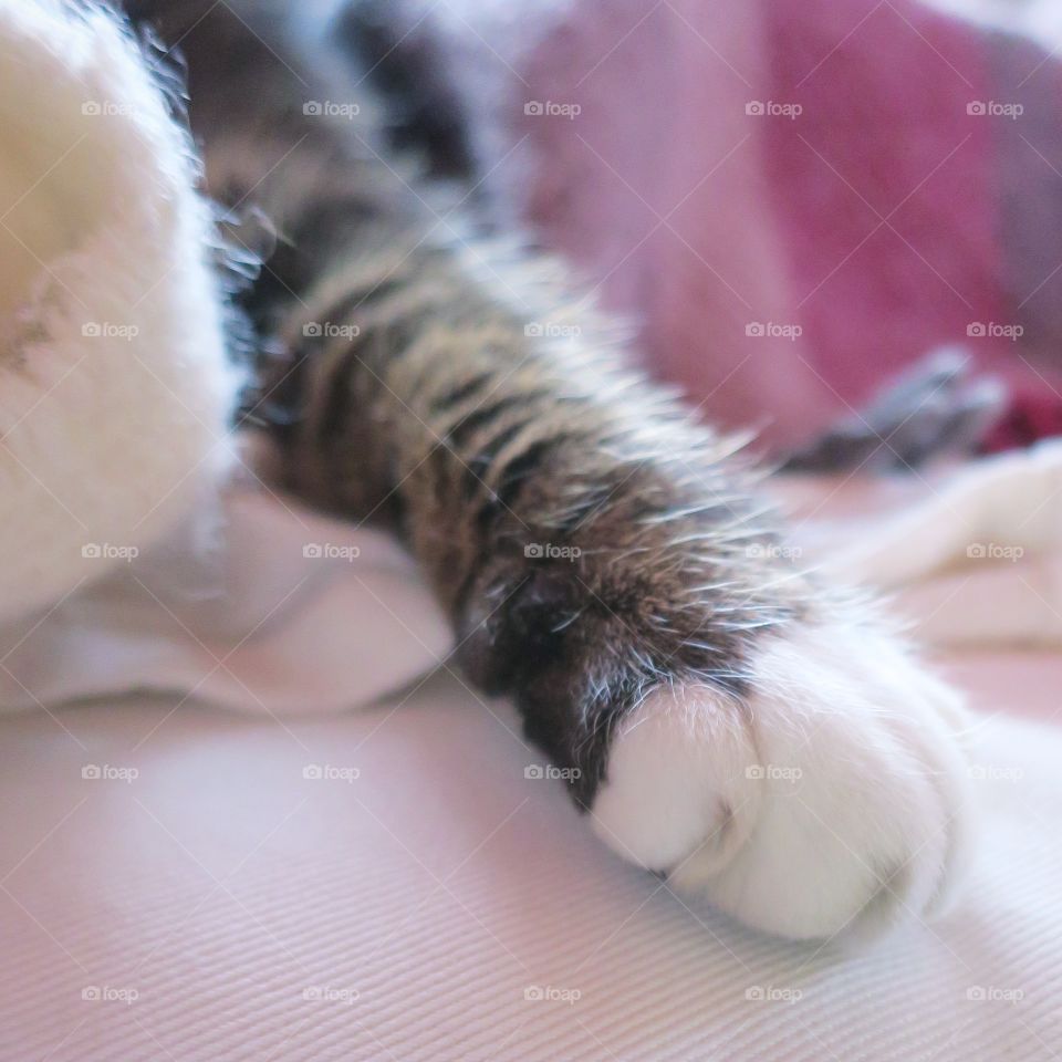 Paw