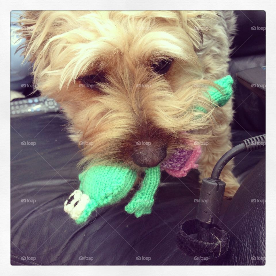 Dog biting knitted frog