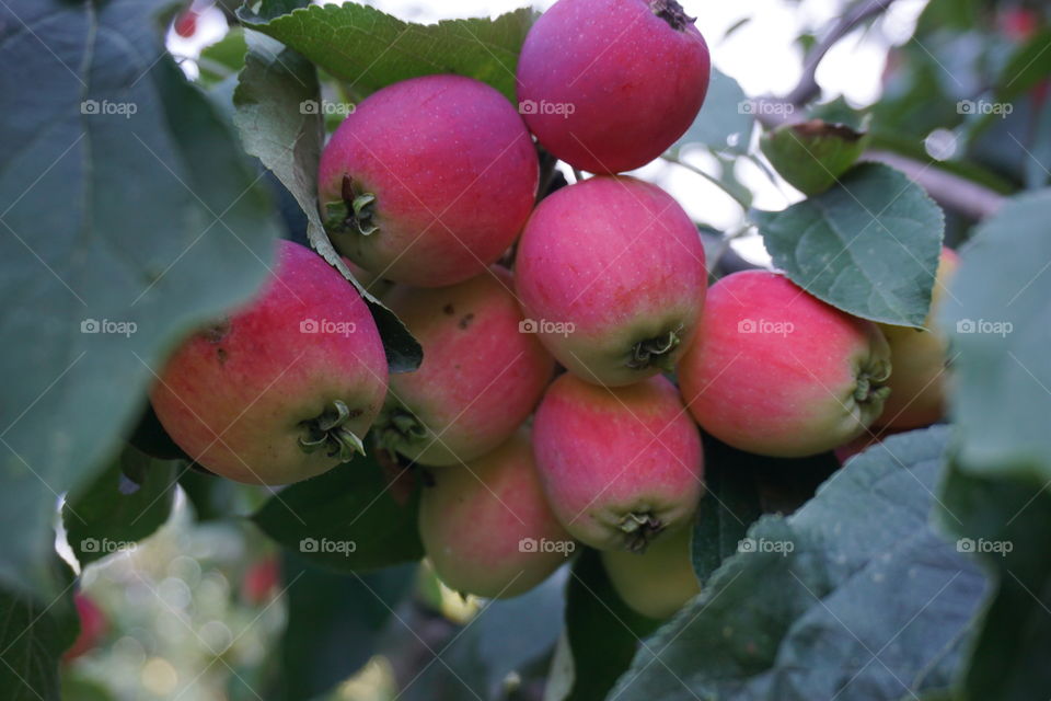 Fresh apples growing on tree