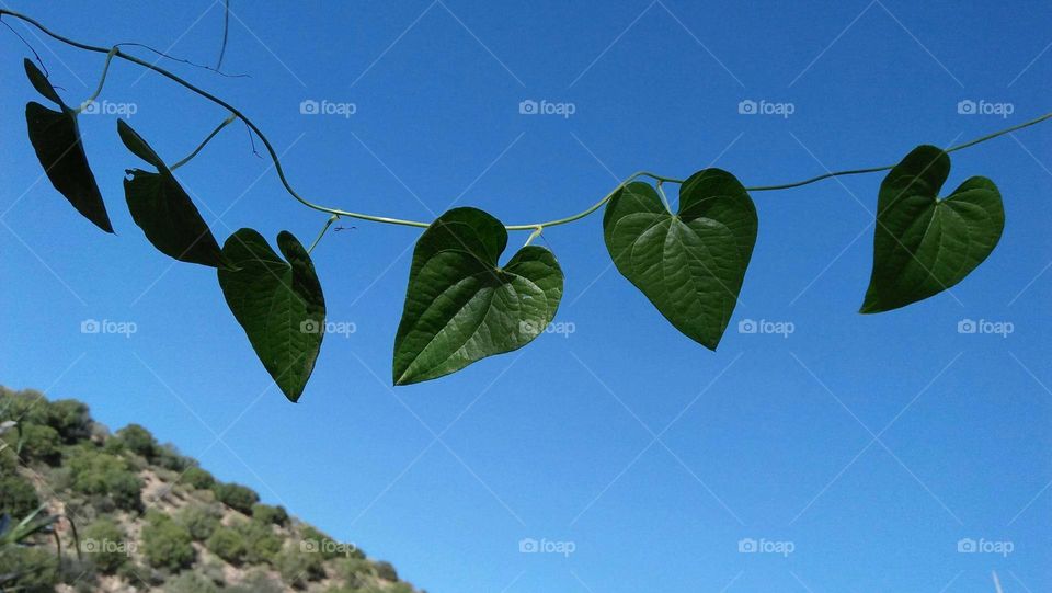 Hearts made of leaves