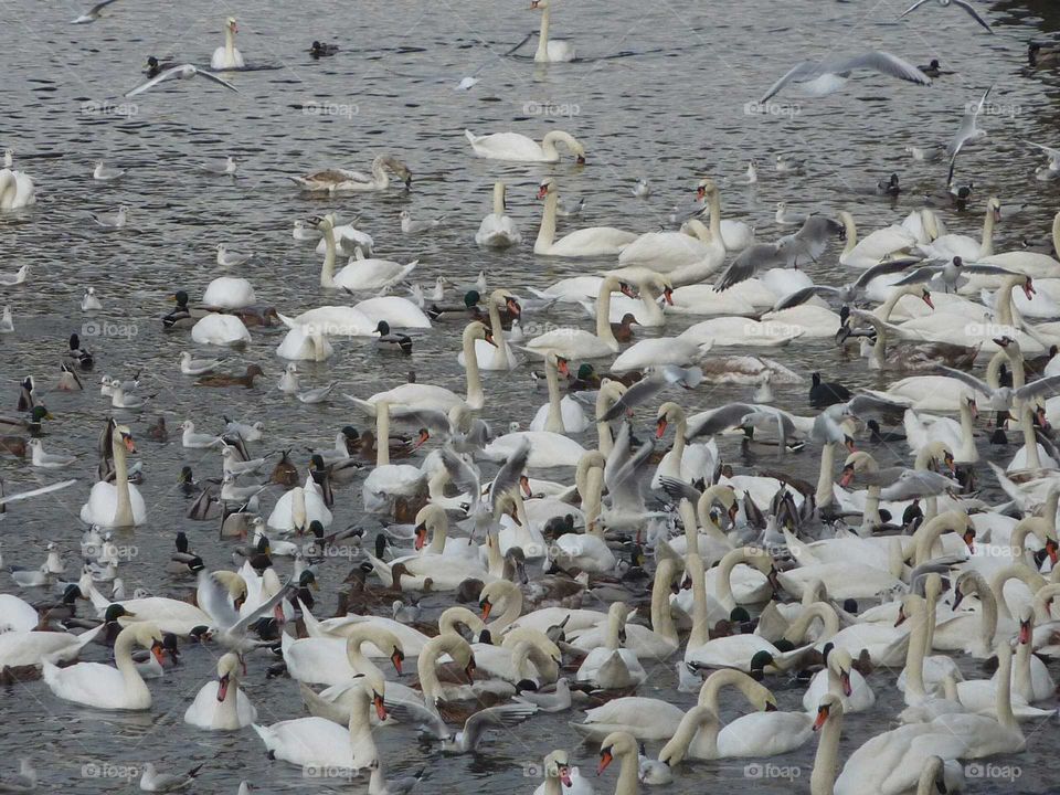 hungrig swans, ducks and gulls in the water