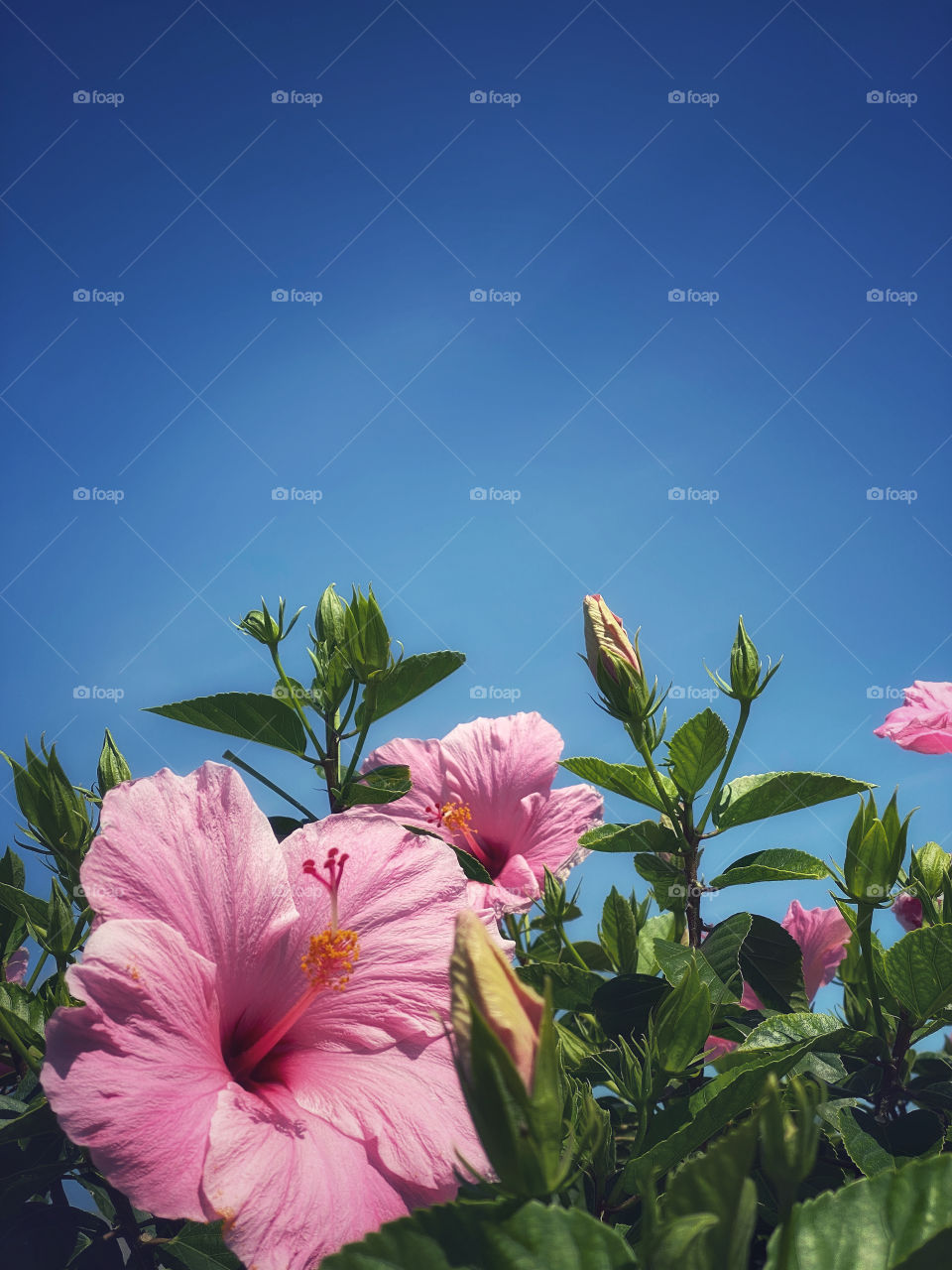 Pink hibiscus bush against a cloudless blue sky