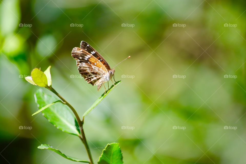 Butterfly setting on a tree