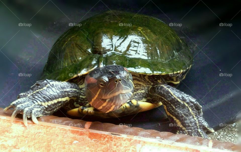 turtle