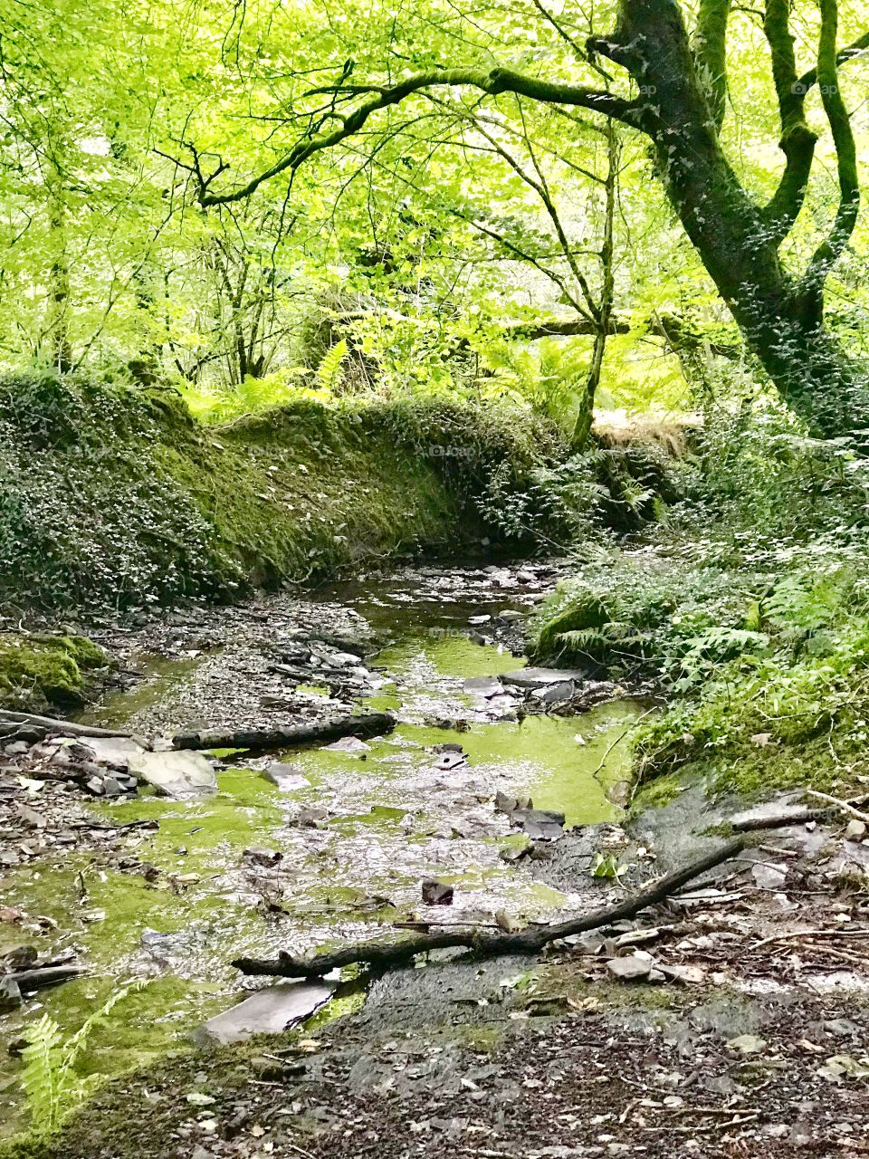 Pembrokeshire stream in Wales with woodland and peaceful calm and tranquil atmosphere for those who like mindfulness
