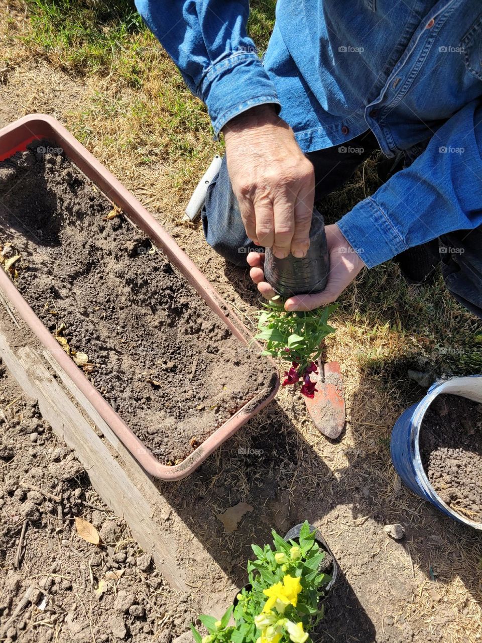 proceso para plantar plantas