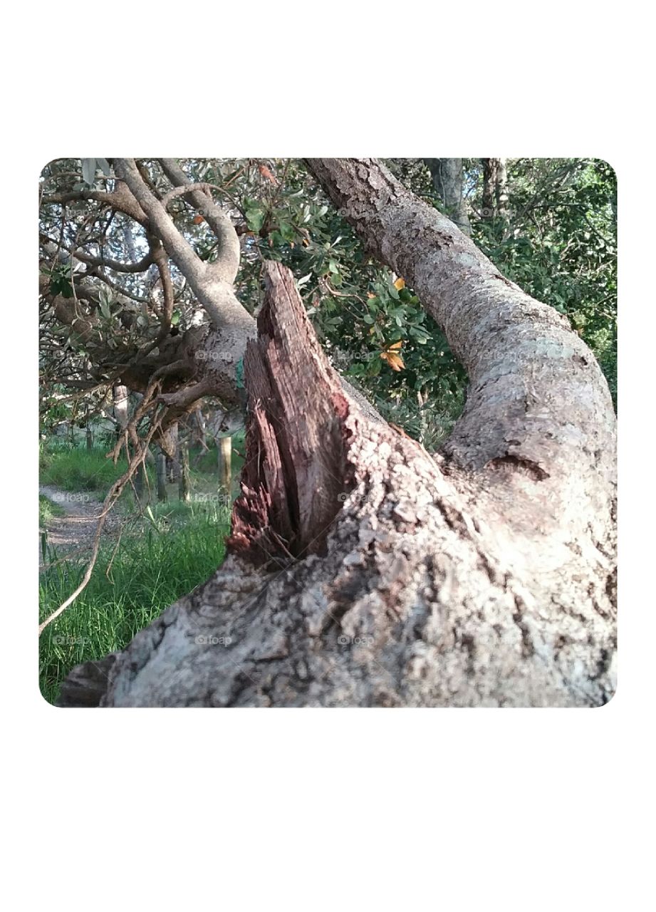 where the wild trees are