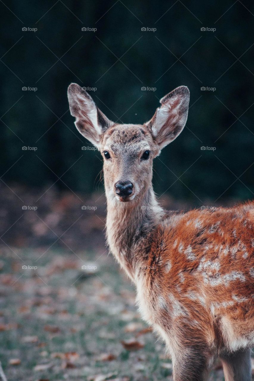 Beautiful deer