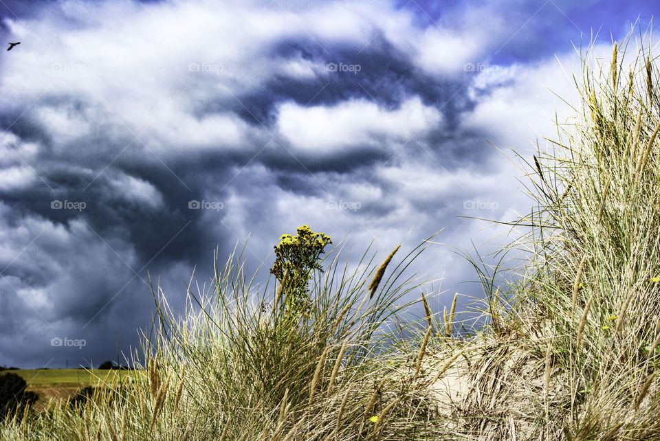 Dark clouds gather around the single flower amongst the grasses. We all stand alone even with others around us.
